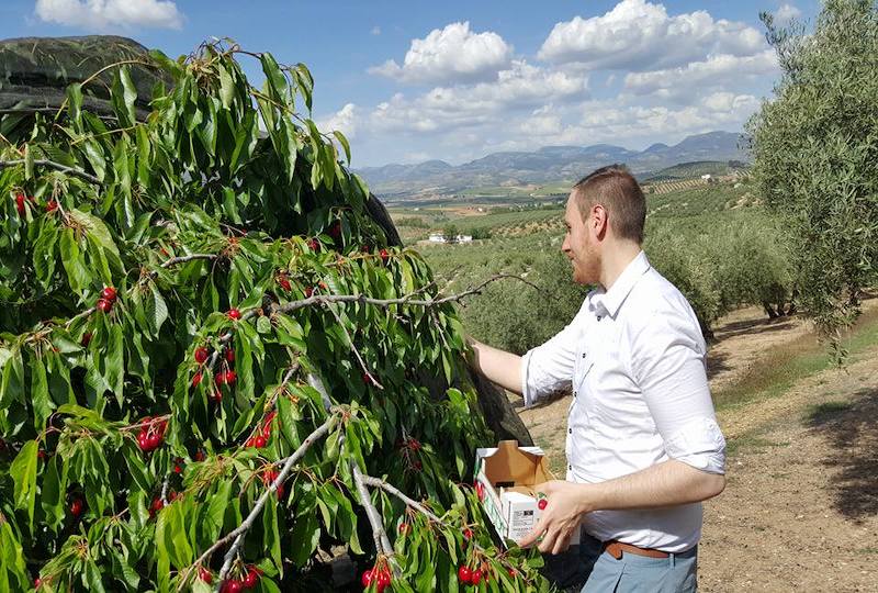 Man inspecting cherry plants in the Spanish countryside.